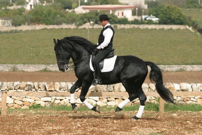Il-cavallo-Murge---Cavaliere-del-Nero-Luminoso