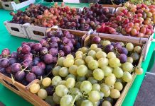 Ginosa, grande successo per la Festa del Vino delle Colline Joniche