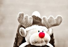 Torna a Lecce l’appuntmento più atteso dagli amanti degli animali: la “Passeggiata di Natale con gli amici a 4 zampe”