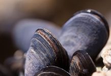 Il mare incontra la terra a Ischitella