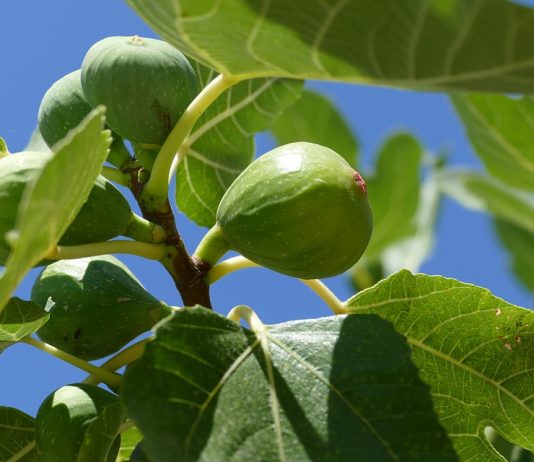 A Marittima “La festa della Fica”: cibo, cultura, musica e tanto divertimento per celebrare il frutto salentino