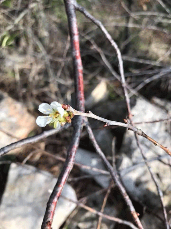 mandorlo-in-fiore