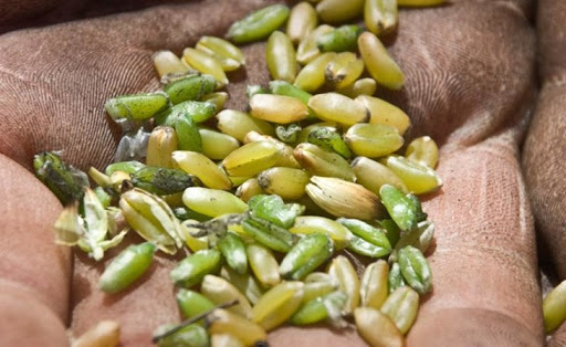 Grano verde 1