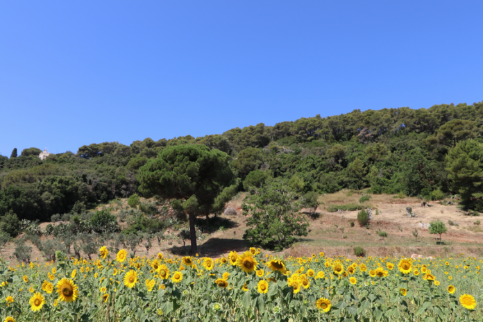 girasoli-festival-silvae-soud_4