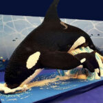 Bari, in arrivo la grande mostra ispirata al mondo lego con 30 sculture di animali marini in colorati mattoncini