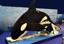 Bari, in arrivo la grande mostra ispirata al mondo lego con 30 sculture di animali marini in colorati mattoncini