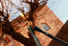 La Fiamma Olimpica attraversa Alberobello: un passaggio trionfale che chiude un anno di grandi eventi sportivi