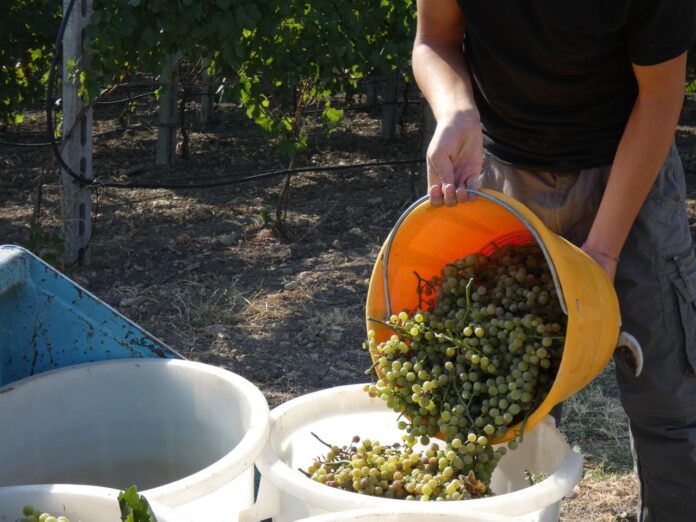 01. Vigna Agrivoltaica di Comunità